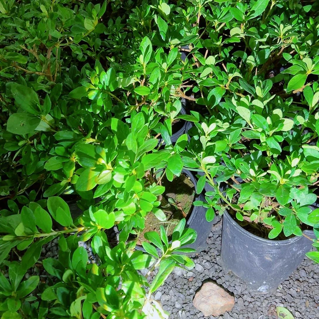 无花朵盆景皋月杜鹃玉铃