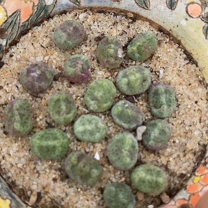 24519绿豆糕样本一颗