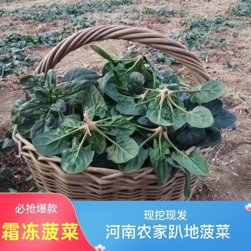河南新鲜趴地菠菜 红根现挖霜冻厚叶矮杆笨菠菜自种新鲜火锅蔬菜