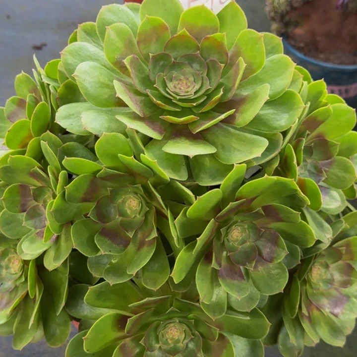 00000000510沙拉碗