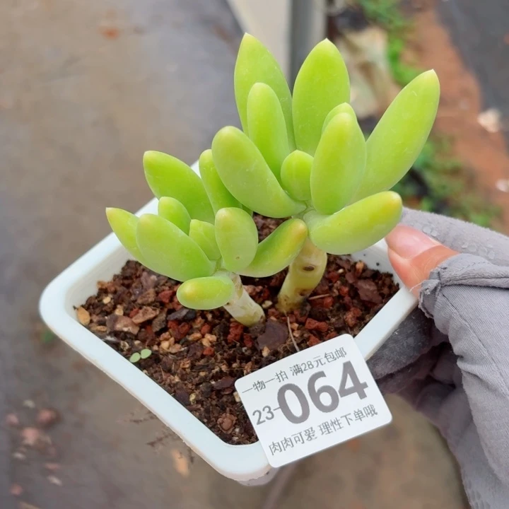 芒果奶多肉无盆土发货