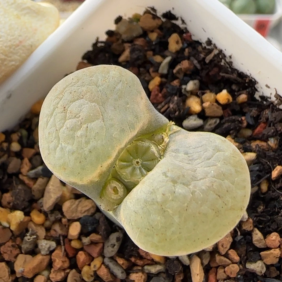 12-14-6-5当天满38包邮紫黑体白翻麒麟窗风铃2.7脱土