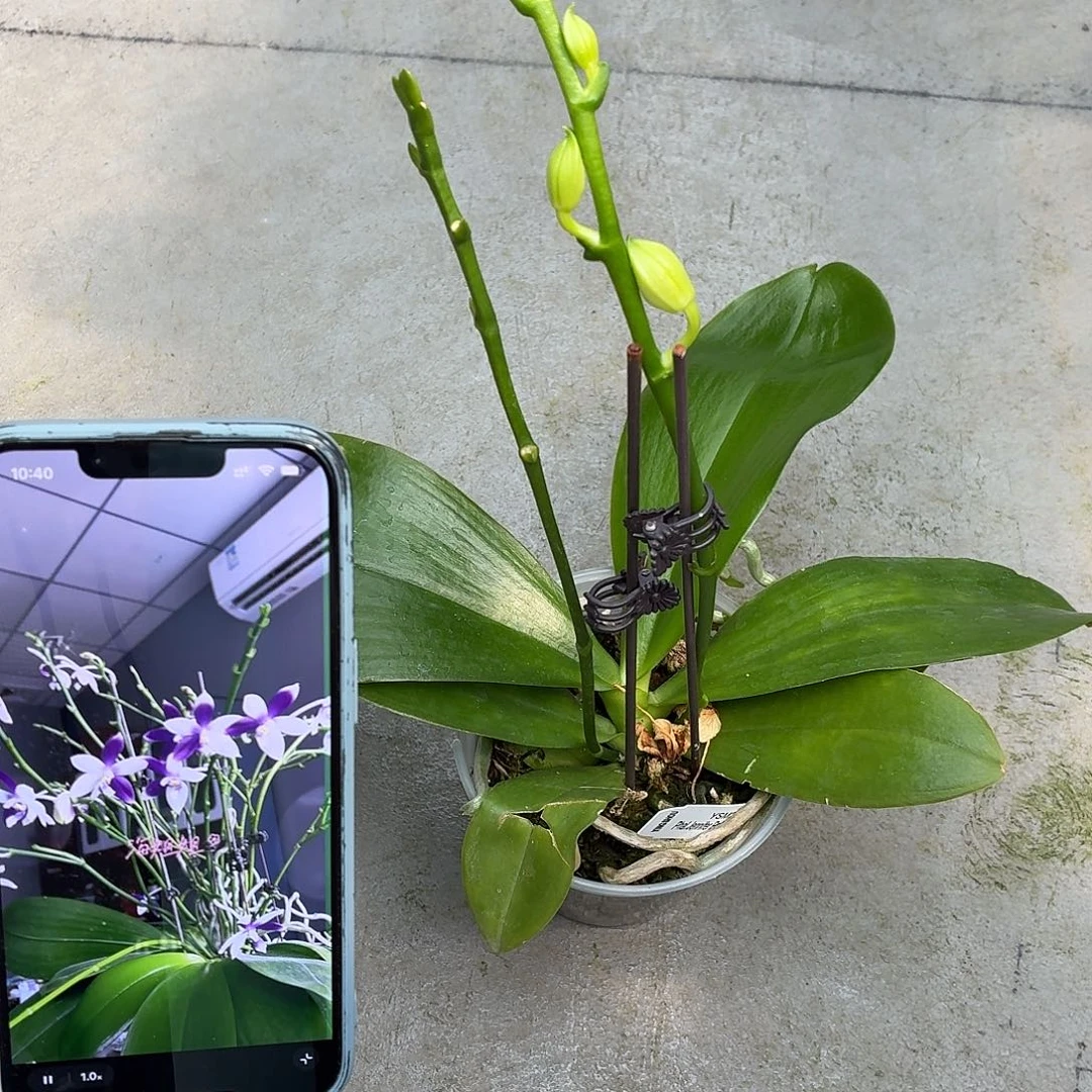 当前无花朵，栽培后可花朵A5478北冰洋双花剑花苞