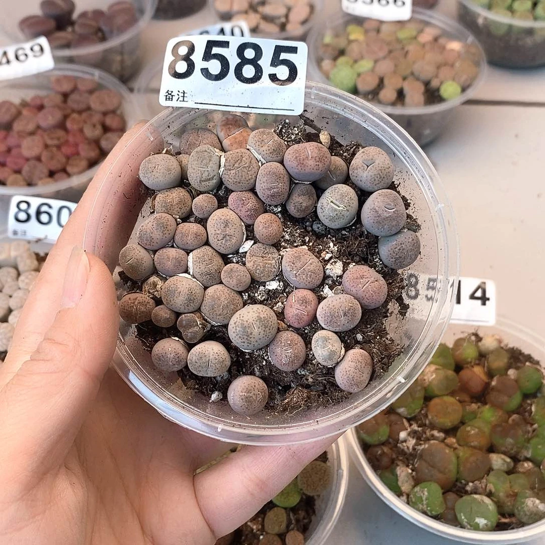 8585粉碧琉璃龙卡咯
