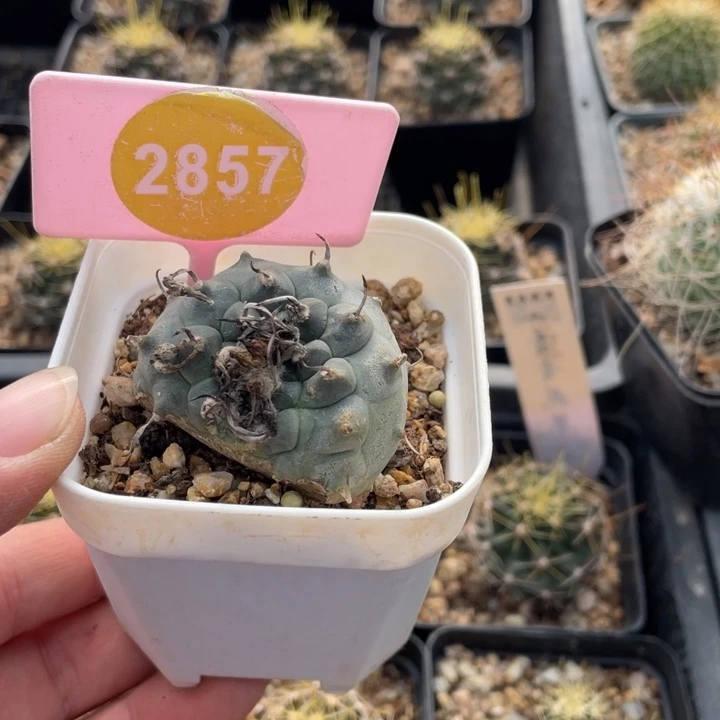 k***e实生娇丽2857000000