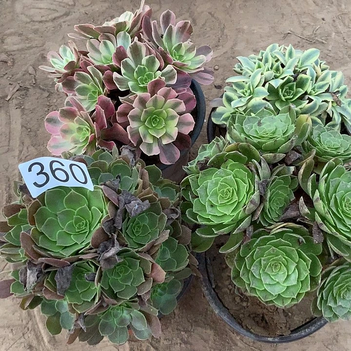 无花朵360四颗多肉植物