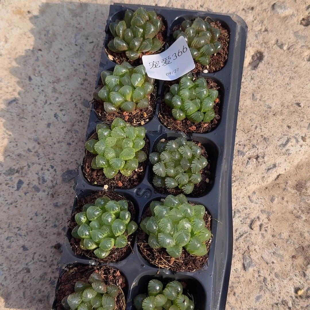 直播福利一物一拍366