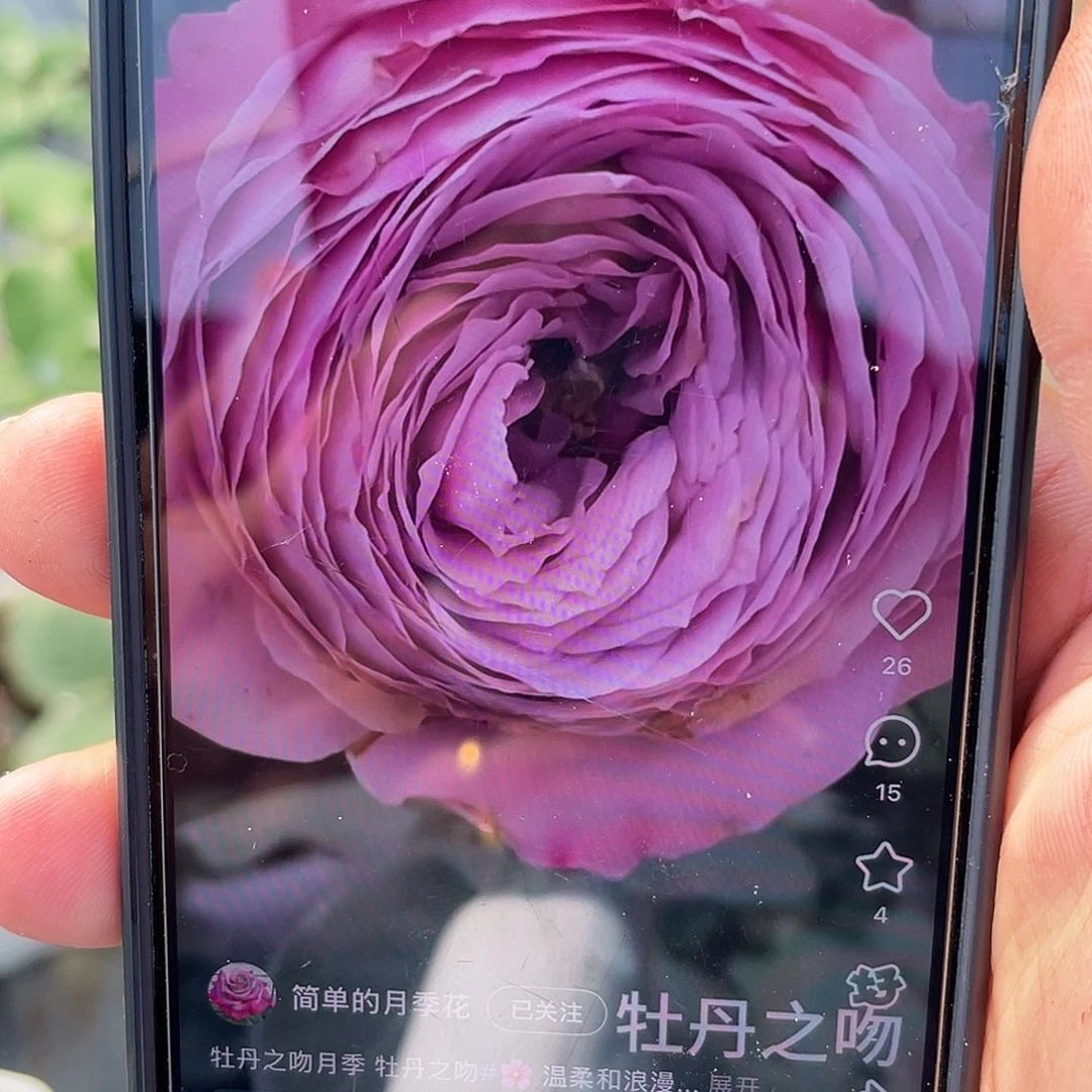 无花朵———牡丹吻 大苗