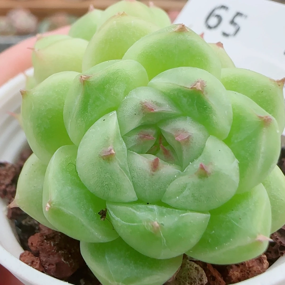花语逸镜0925-65直播