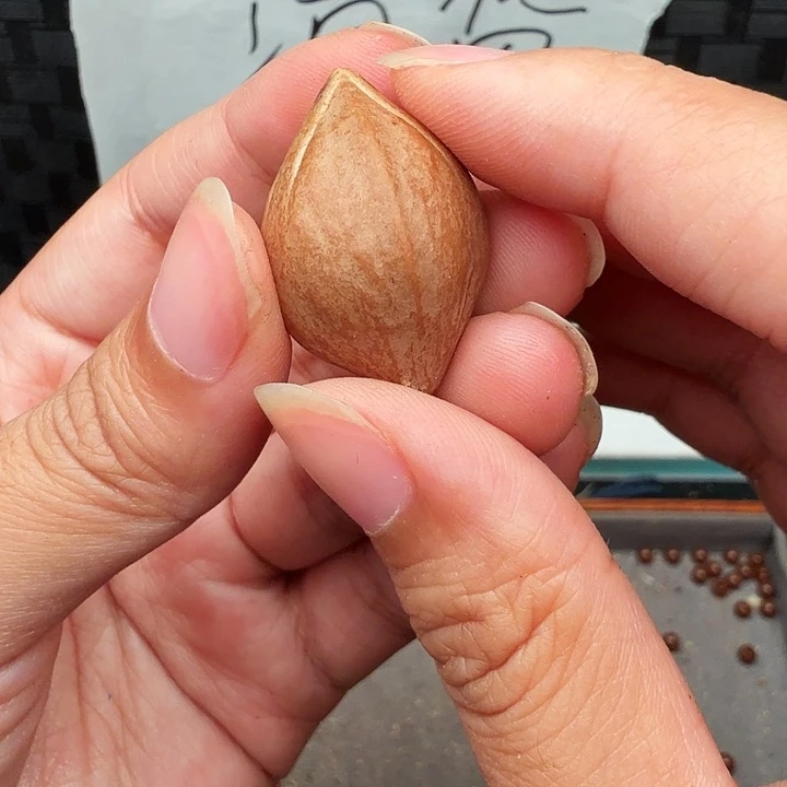 郭***周橄榄核手串/手链橄榄