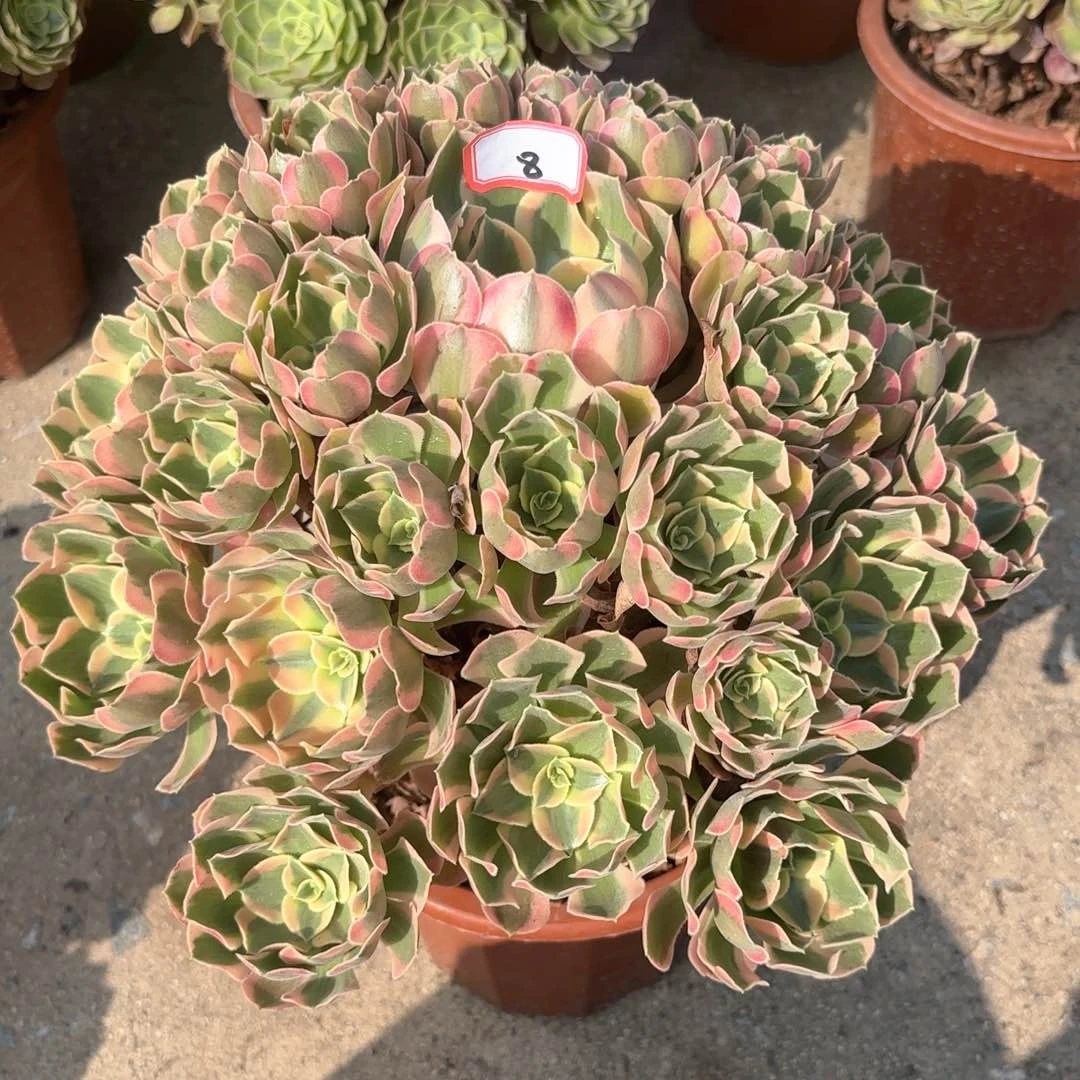全部花朵春*8胭脂雪多肉植物