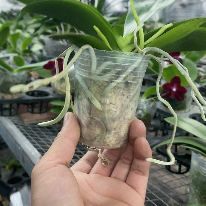 当前无花栽培后可以开花香水黄金