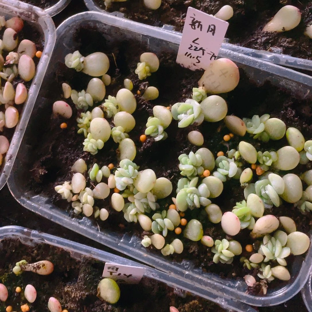 李**?新月芝麻苗一个满25包邮