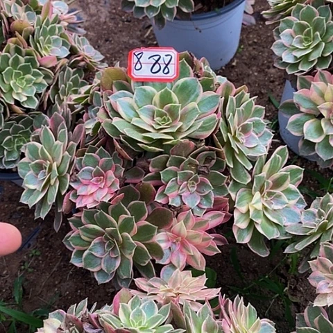 黑魔锦老桩捧花888号