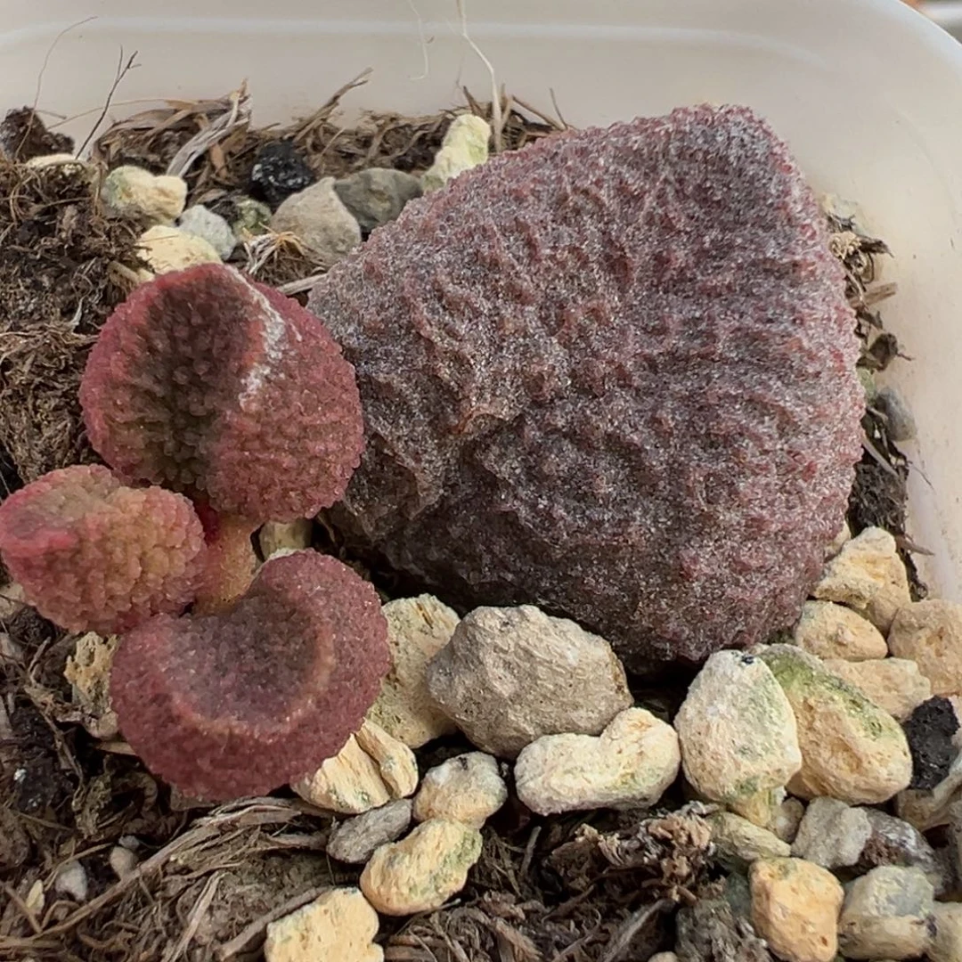 水蜜桃大苗多肉植物