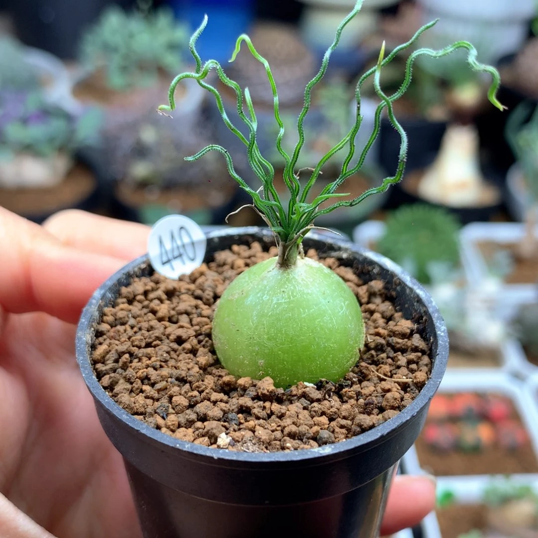 泰迪海葱母本带盆多肉