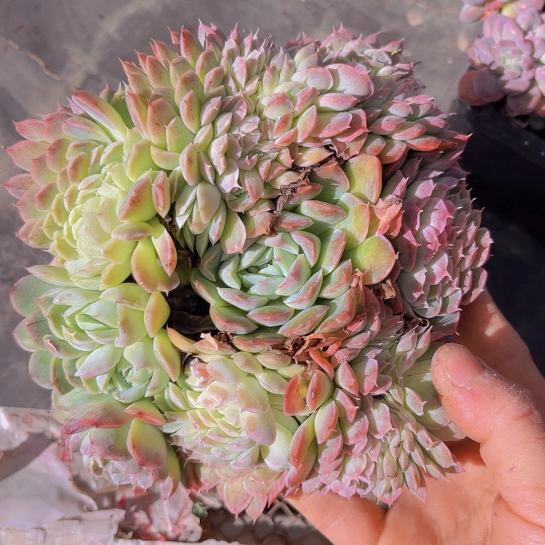 香妃月影缀3124多肉植物