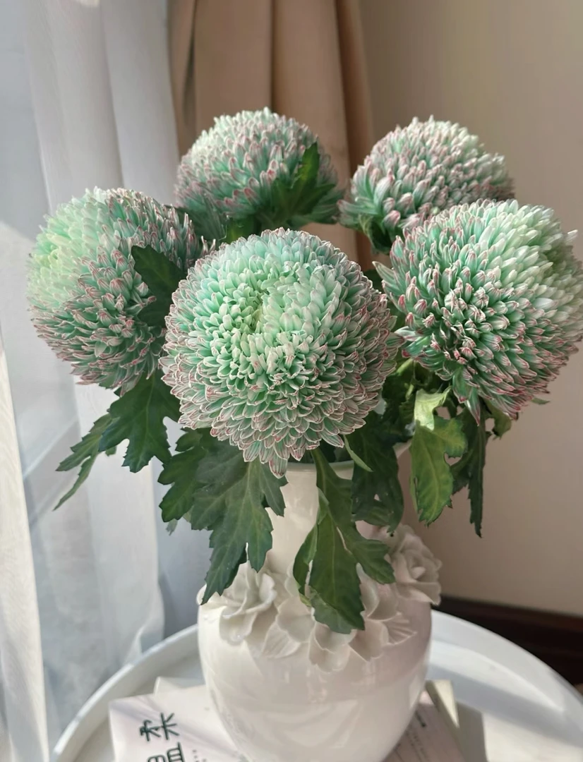 丰岛抹茶绿牡丹菊