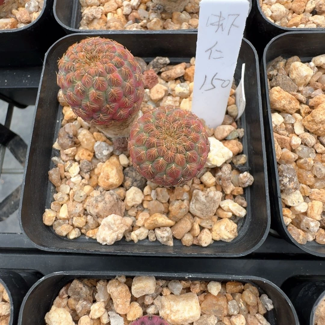 虾***仁花花花花花花花花花花花