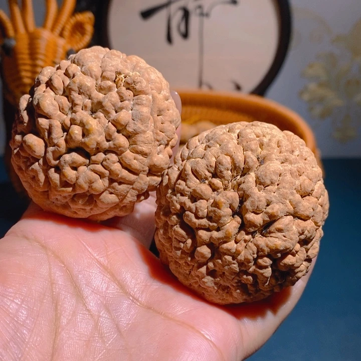 野生三瓣脑纹大金刚5056