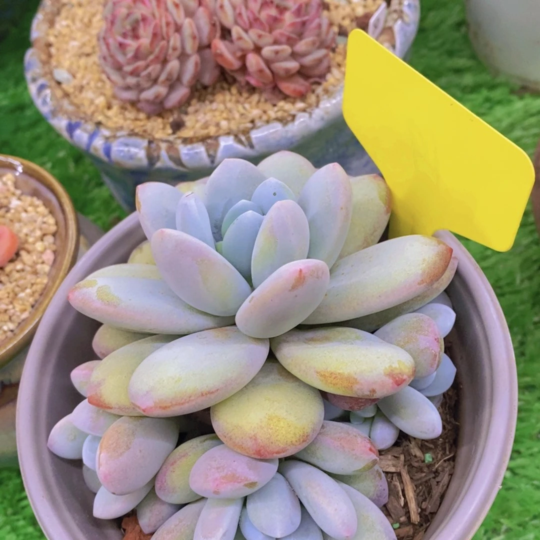 多肉植物，开心多肉