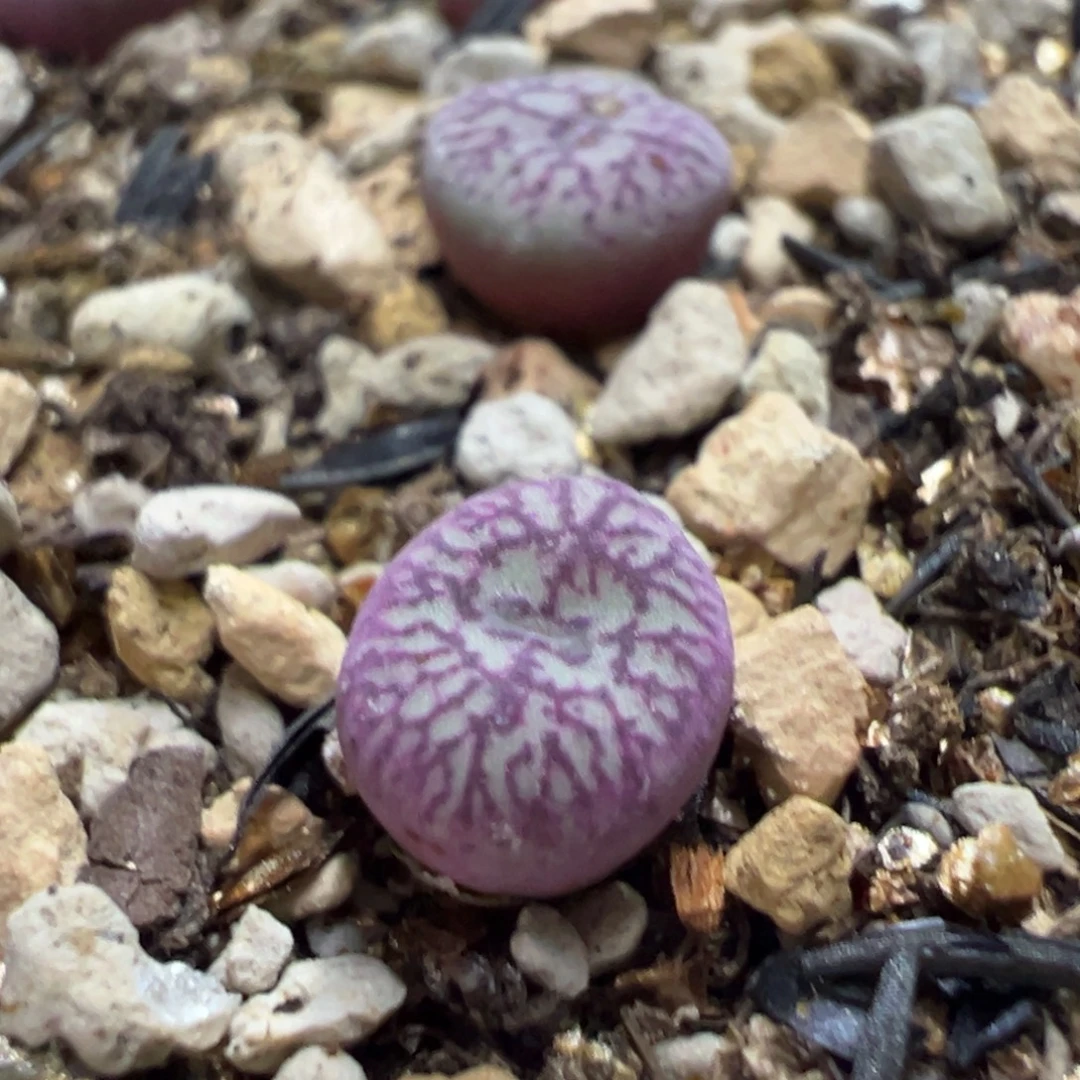 焰火杂墨多肉植物