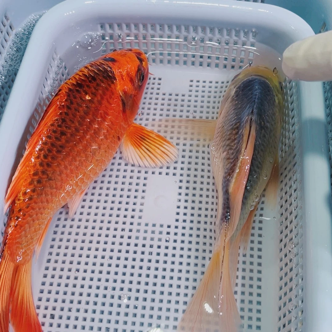 锦鲤锦鲤冷水鱼观赏113