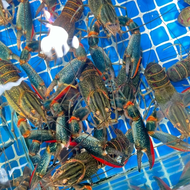 【保鲜不保活】澳洲蓝龙虾 2斤小龙虾制品小龙虾制品小龙虾制品