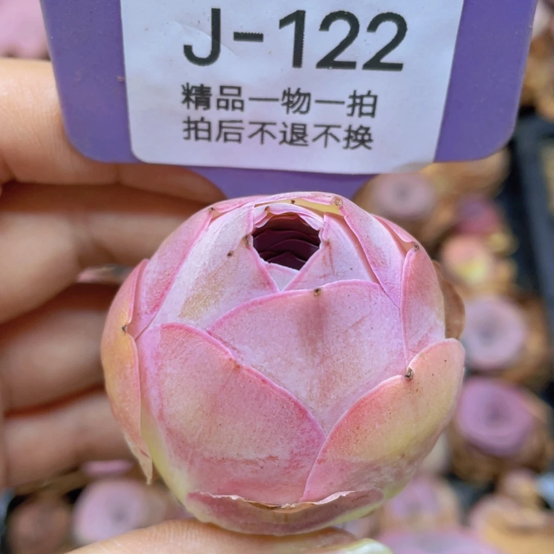 山地玫瑰J122满38包邮裸根发货