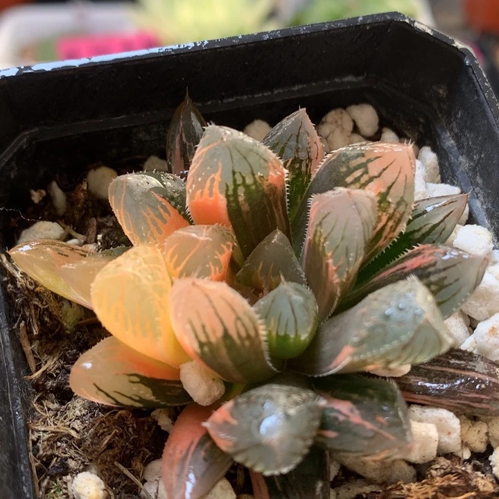 赤斑玉露锦带盆土