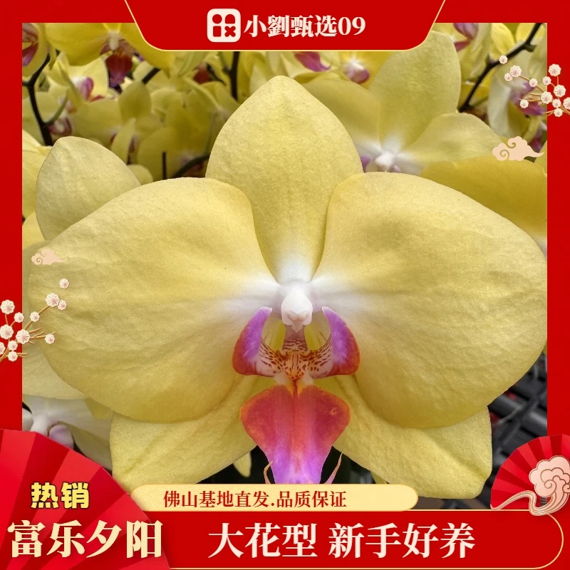 【富乐夕阳09】3.5寸精美蝴蝶兰花卉盆栽佛山基地批发直播次日达（开花多）