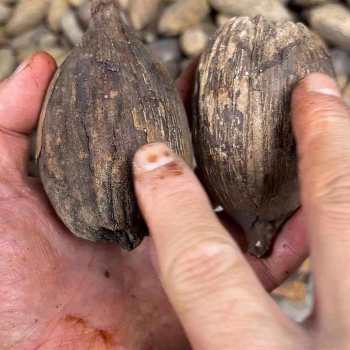 吊坠千眼菩提库克一对