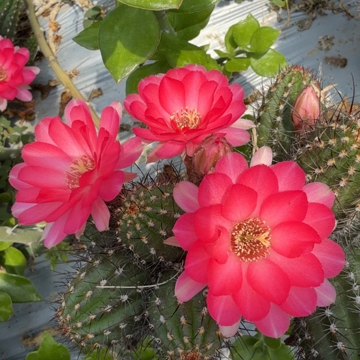 矮胖白檀393侧芽一个