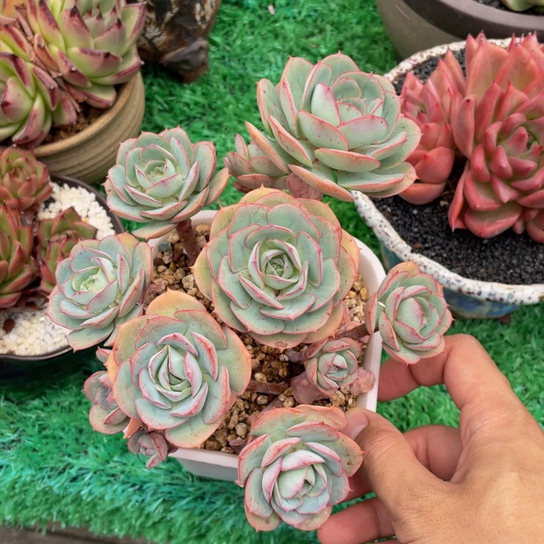 多肉植物盆栽多肉