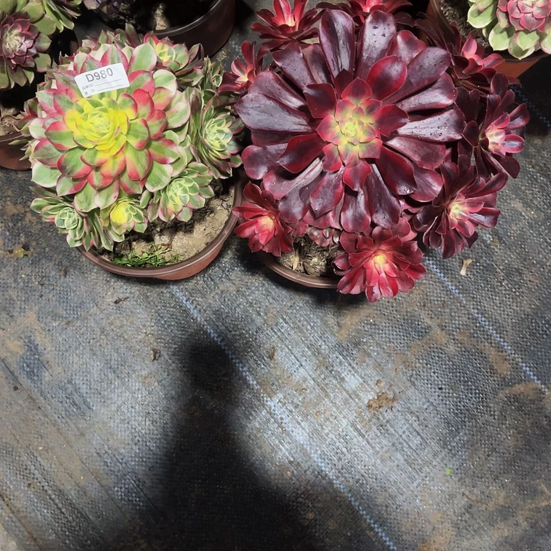 完全开放多肉植物980海鲜，美杜莎