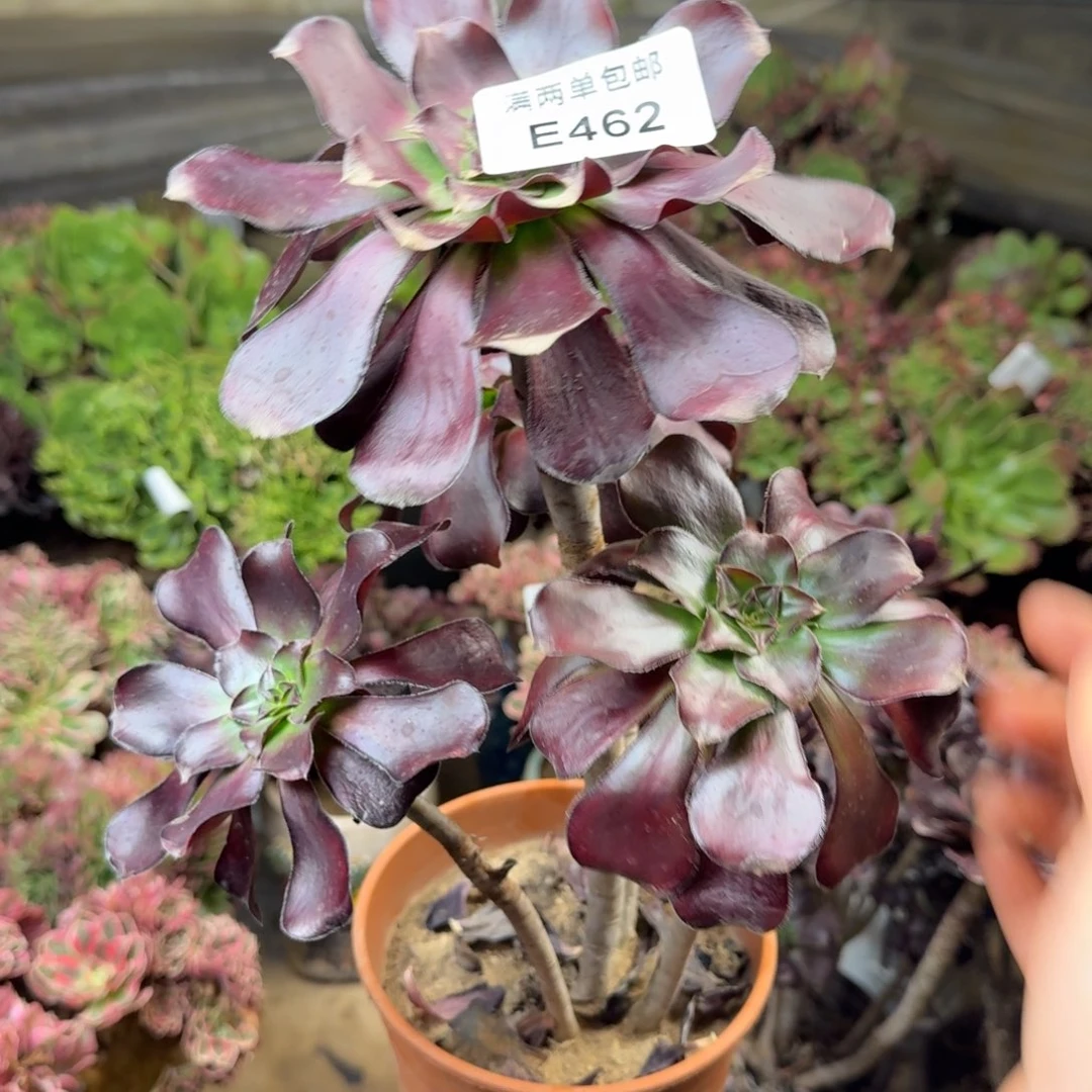 462无毒法师多肉丛林