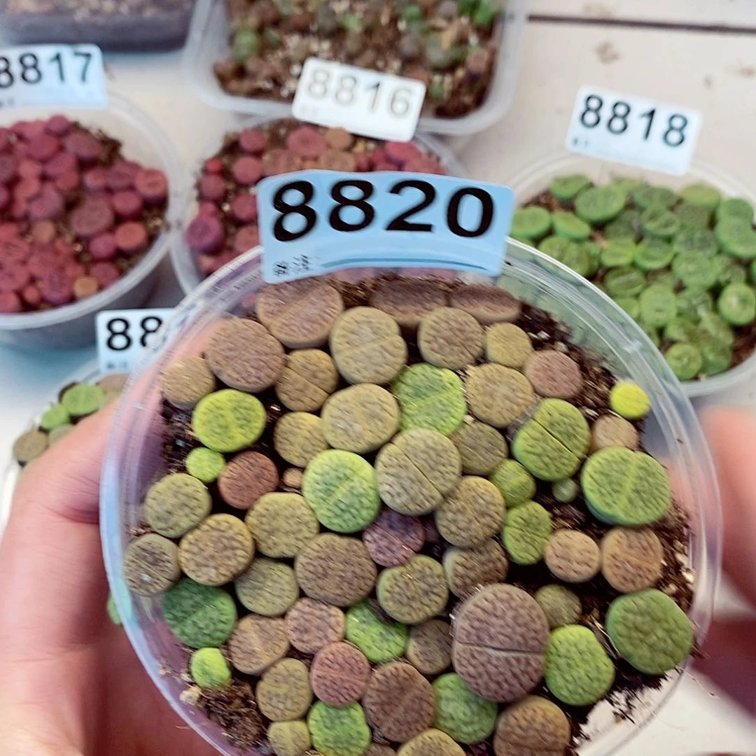 8820彩富贵了咯哦