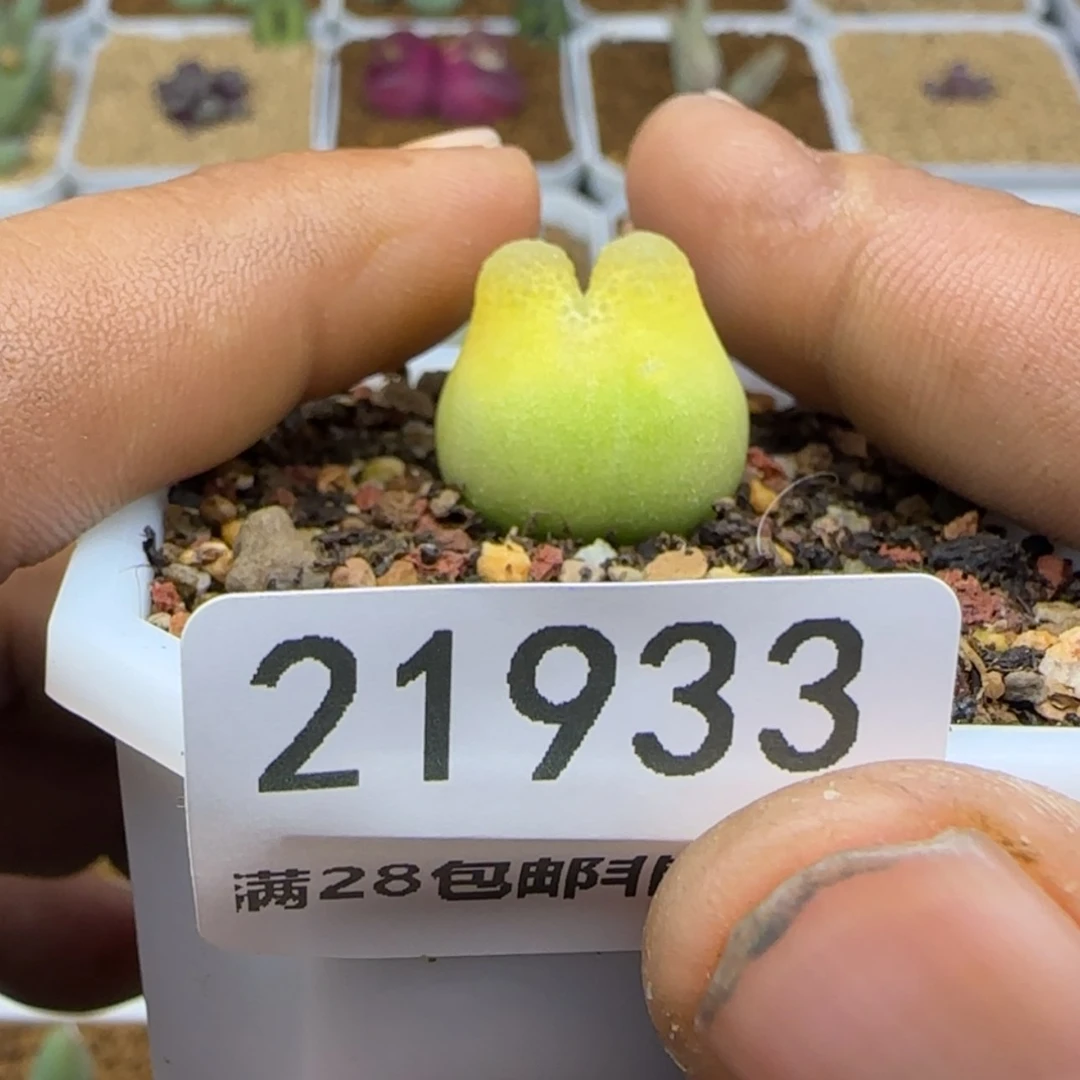 【闪购商品】你****～21933