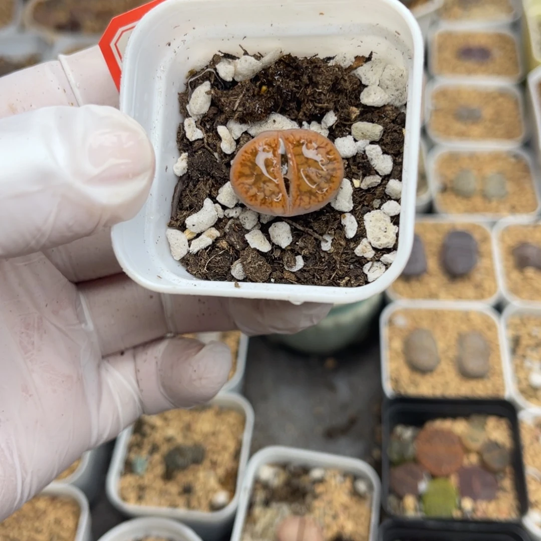 多肉植物一物一拍28