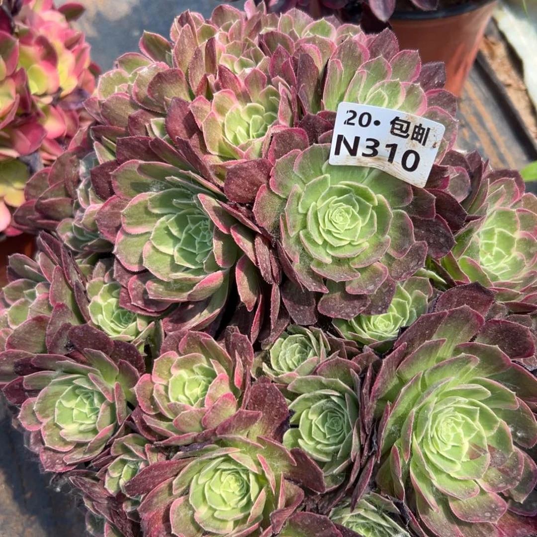 禹****苑310万花筒，满20包邮