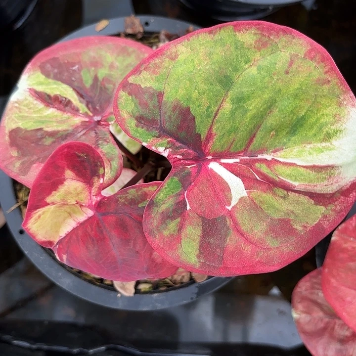 紫***竹71-0918彩叶芋泰国发