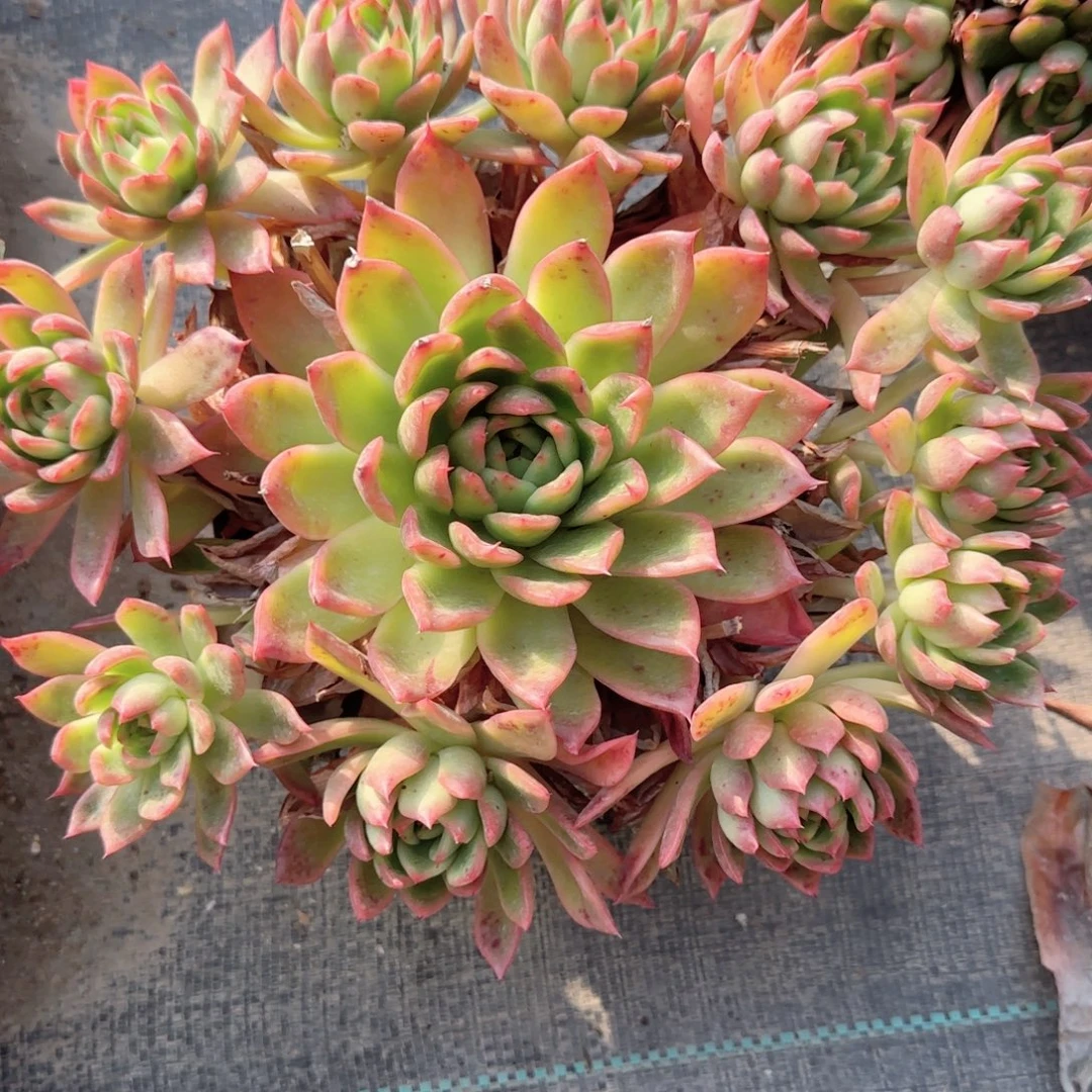 无花朵红东云手捧