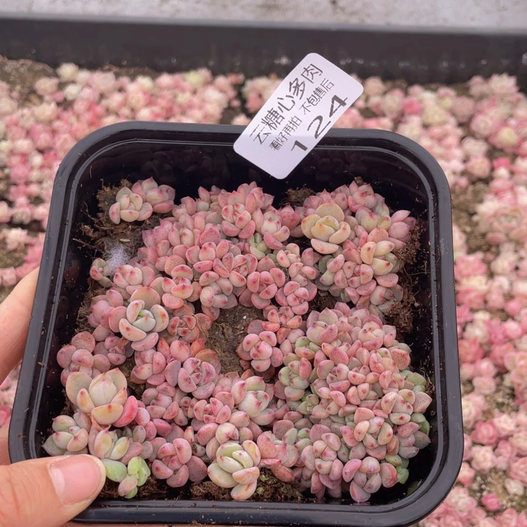 云糖心多肉植物124