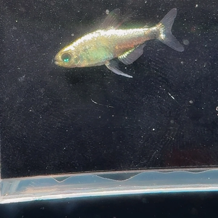 灯科鱼左下9号白金月光1条