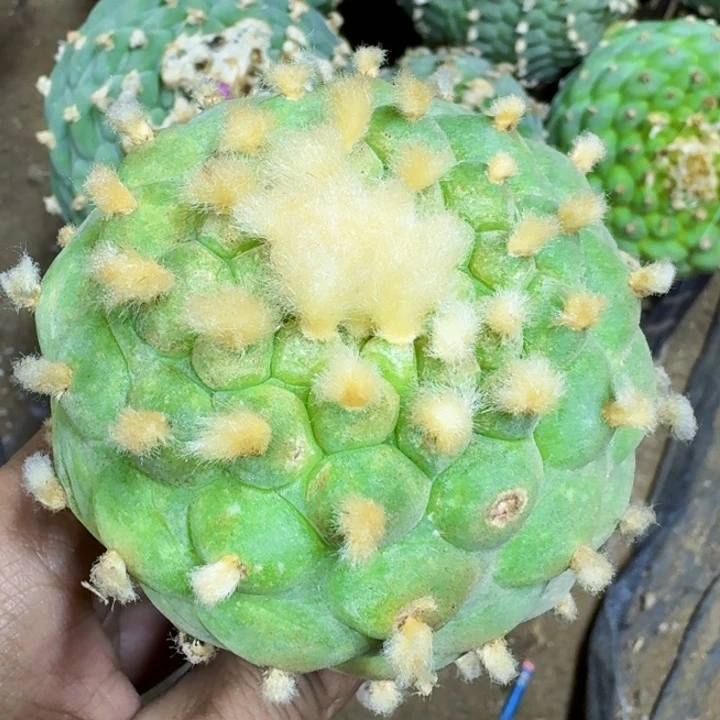 福利长毛小尤2961