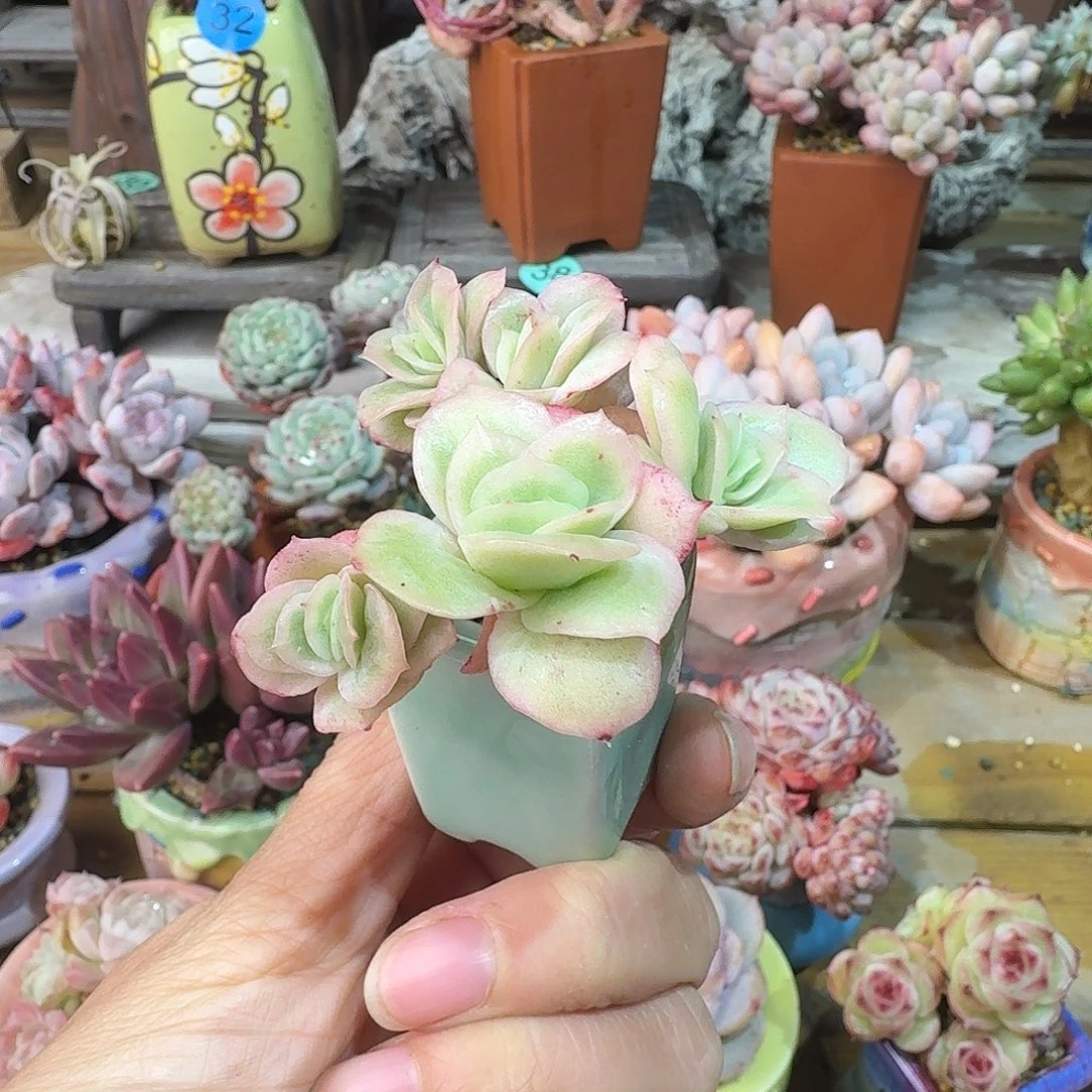 冰玫瑰 多肉含盆土 一物一拍