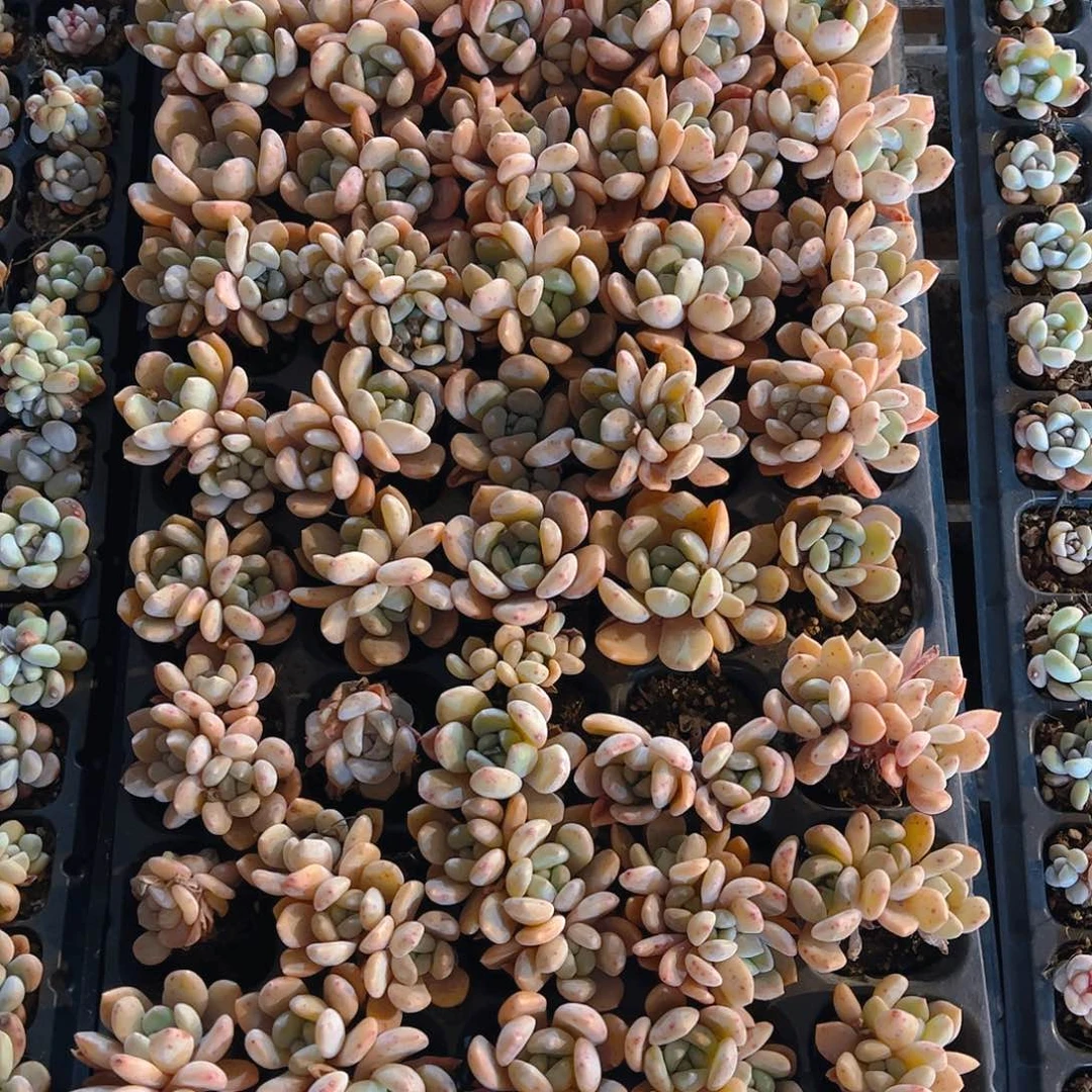 直播福利一物一拍202