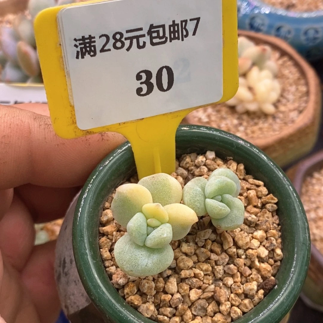 730冰玉石化锦多肉植物