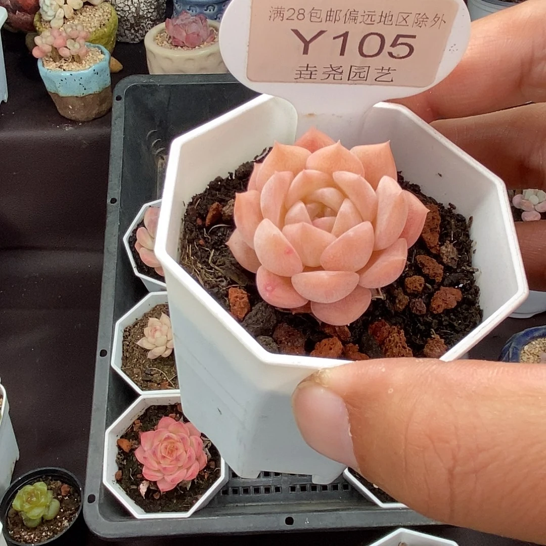 0105 纯爱单头 3.5cm