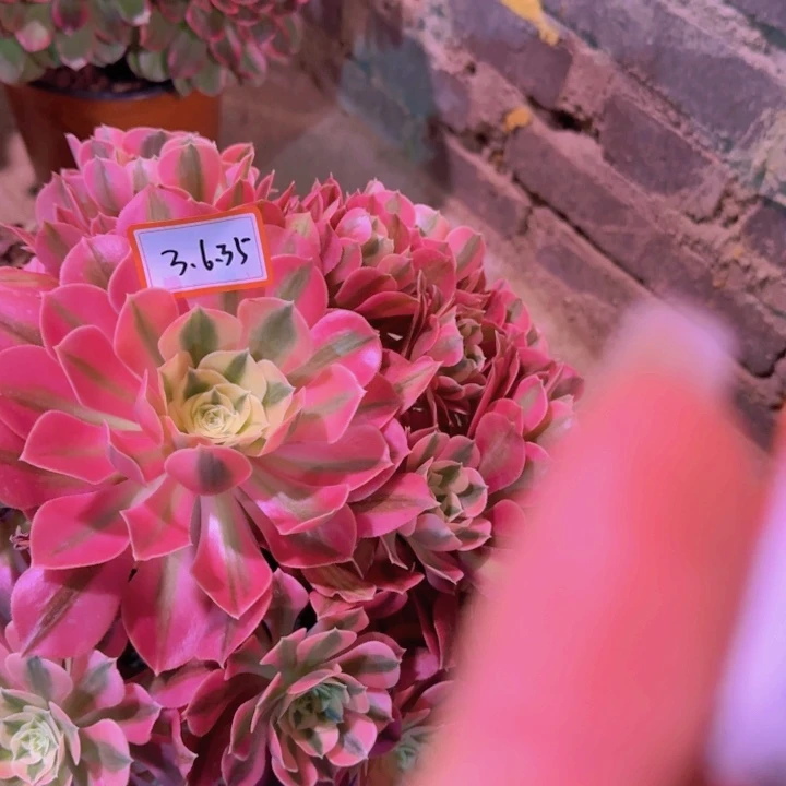 茉**了多肉粉女巫3.6.35